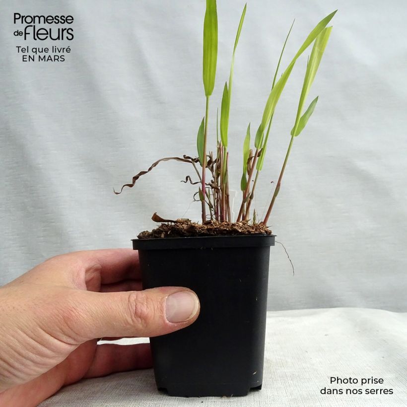 Chasmanthium latifolium 8/9 cm pot sample as delivered in spring