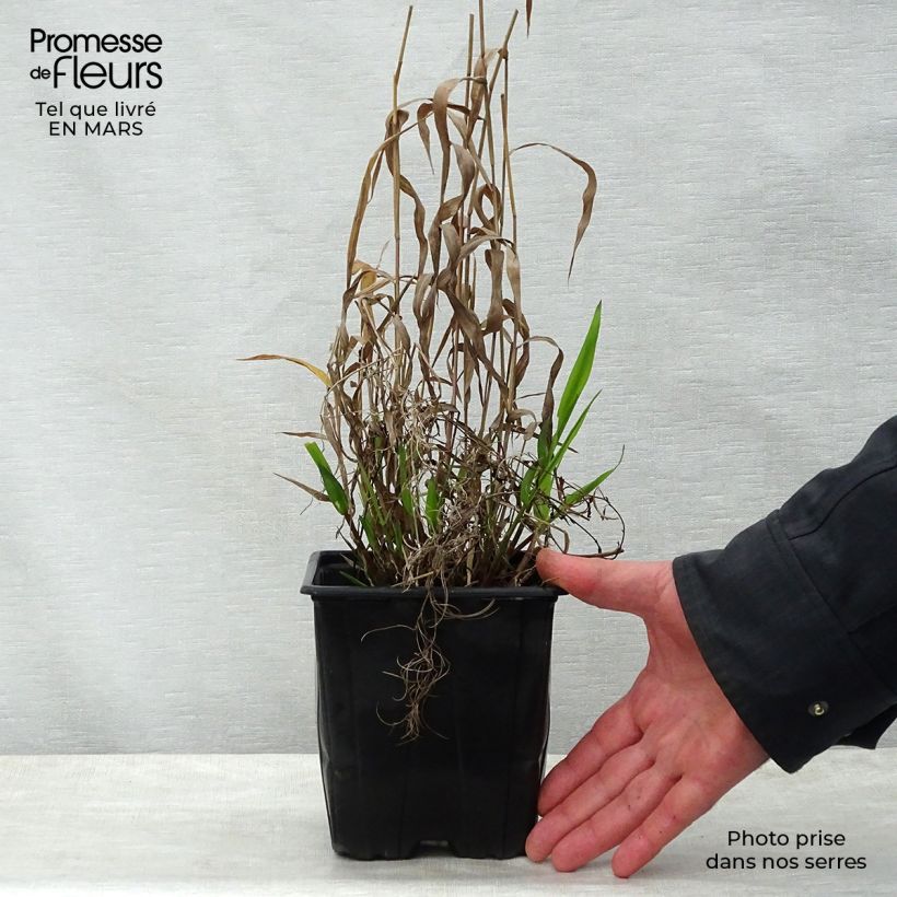 Chasmanthium latifolium 2L/3L pot sample as delivered in spring