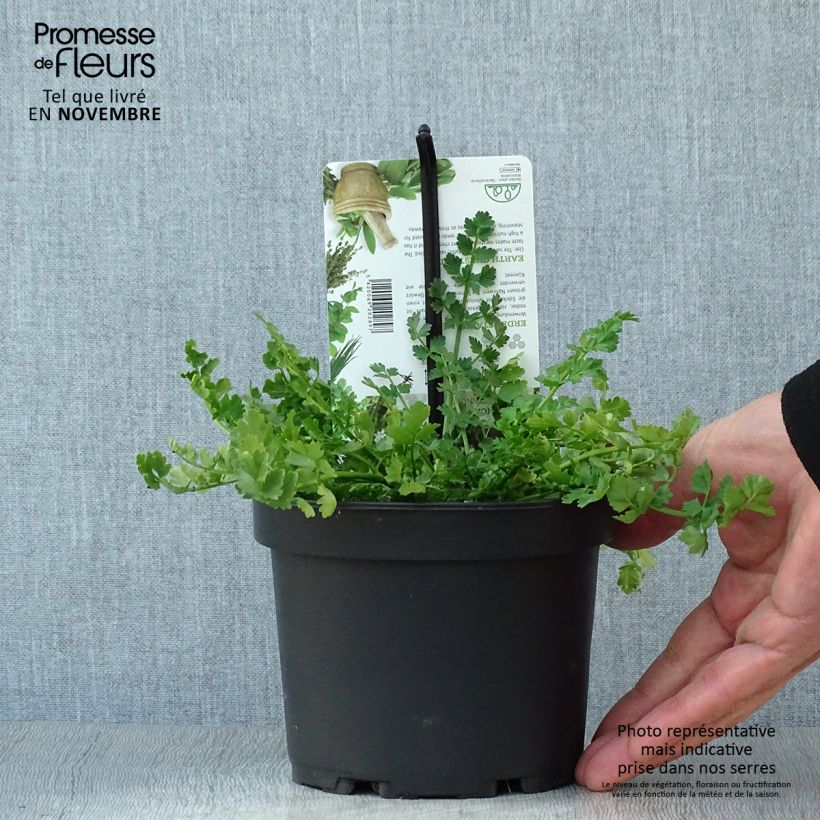 Bunium bulbocastanum 1.5L/2L pot sample as delivered in autumn
