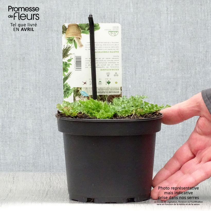 Bunium bulbocastanum 1.5L/2L pot sample as delivered in spring