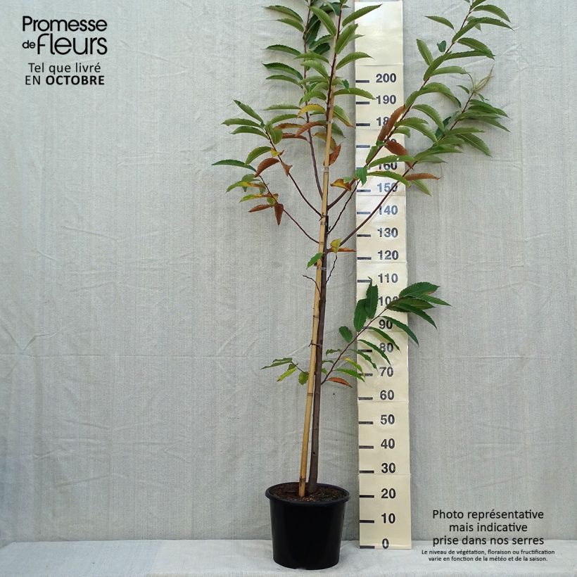 Chestnut Marigoule - Castanea sativa 7.5L/10L pot, Sapling sample as delivered in autumn