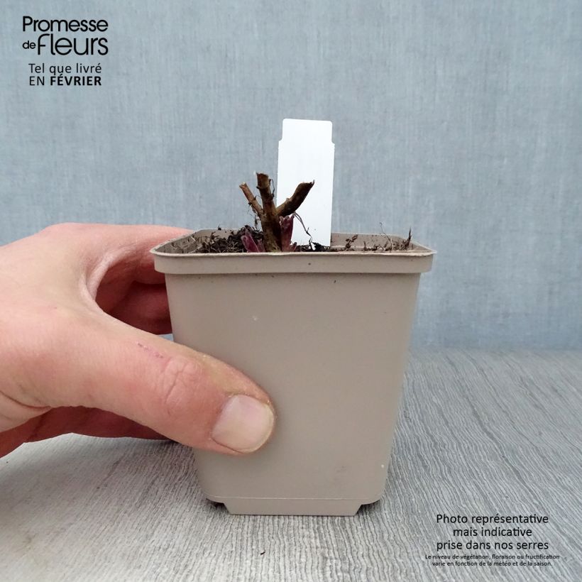 Nepeta nuda Annes Choice - Catnip 8/9 cm pot sample as delivered in winter