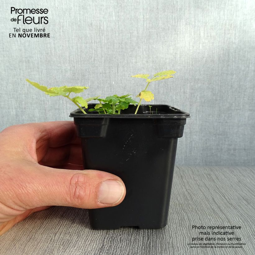 Chelidonium majus 7/8 cm pot sample as delivered in autumn