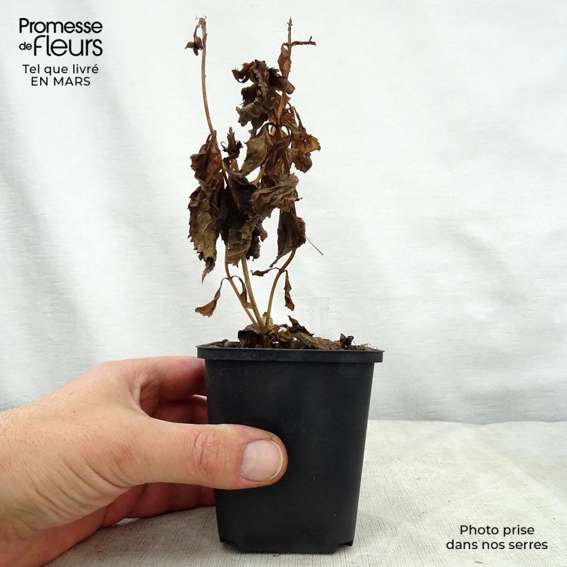 Chelone lyonii Hot Lips 8/9 cm pot sample as delivered in spring