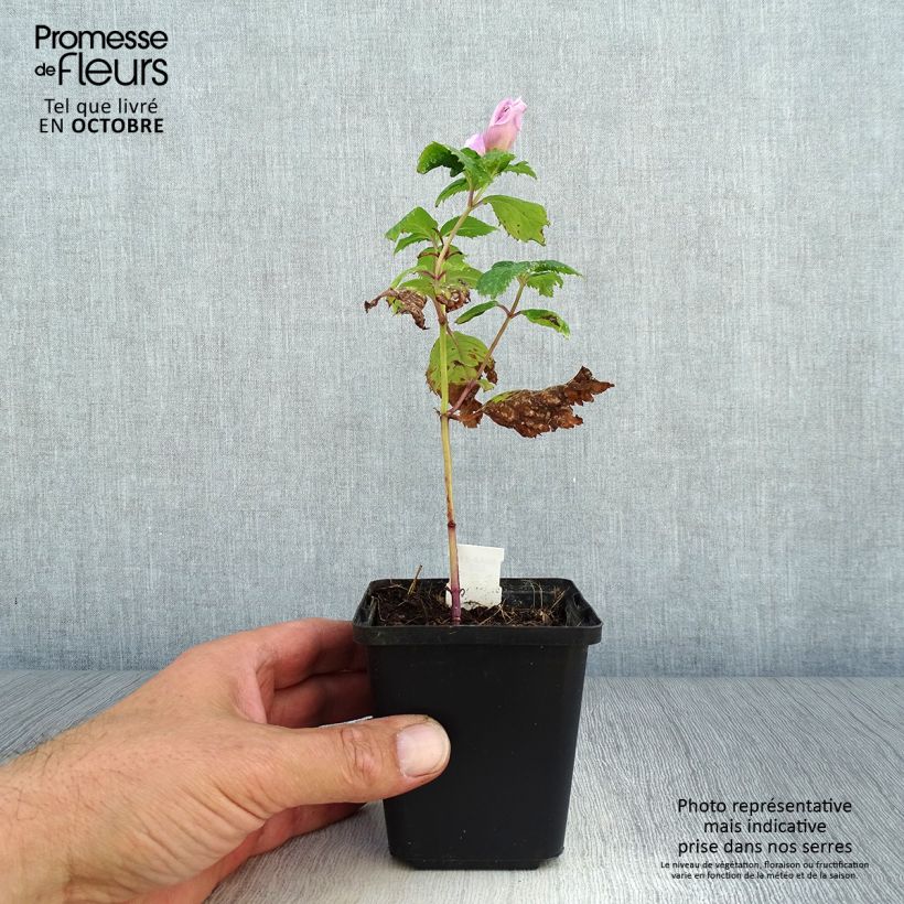 Chelone lyonii Hot Lips 8/9 cm pot sample as delivered in autumn