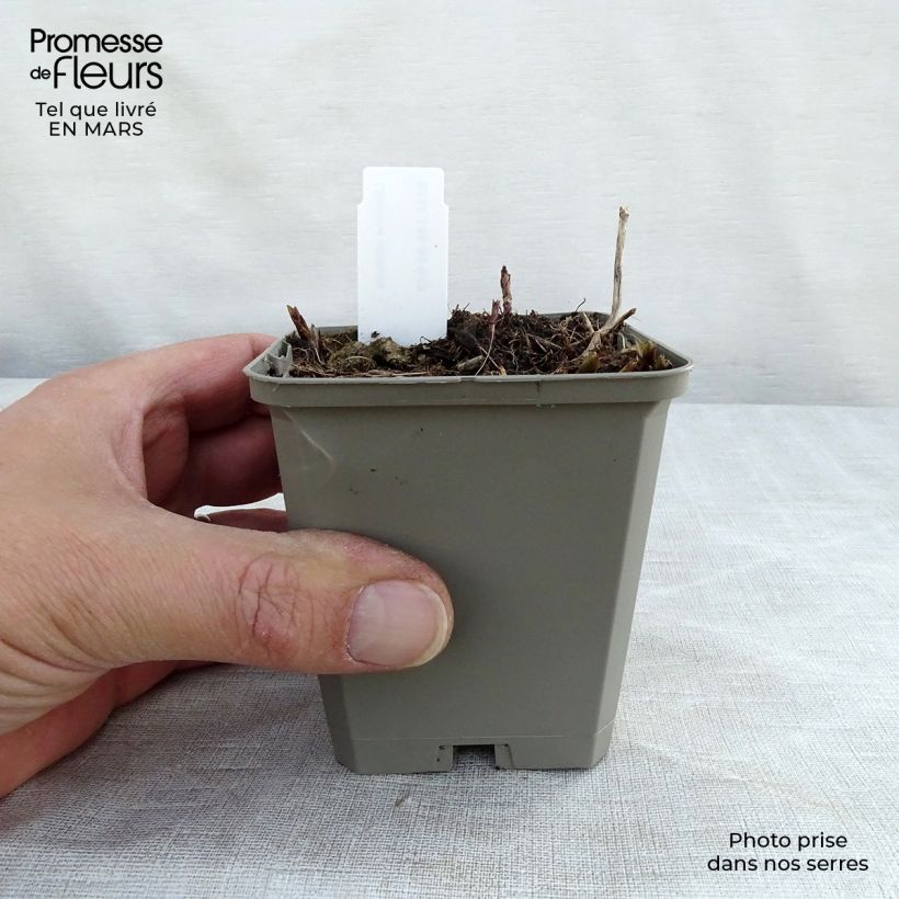 Chelone obliqua 8/9 cm pot sample as delivered in spring