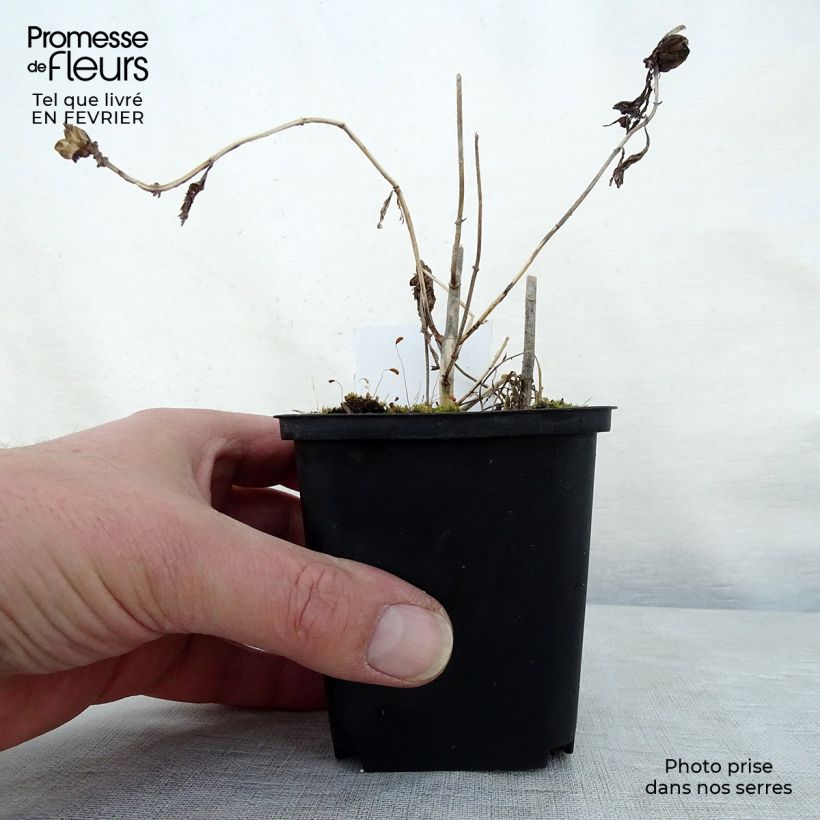 Chelone obliqua Alba 8/9 cm pot sample as delivered in winter