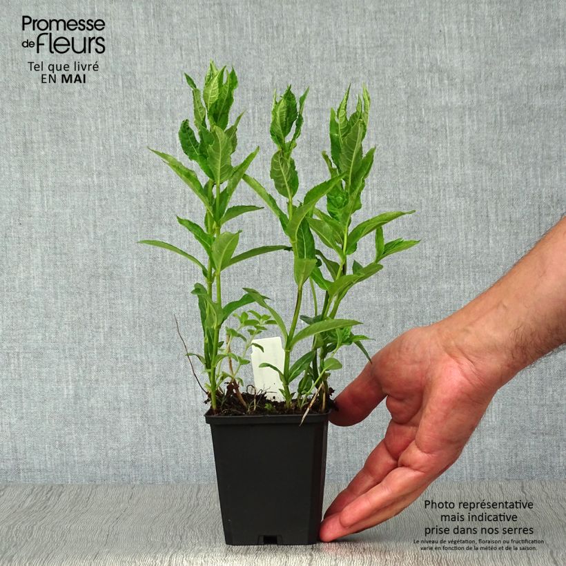 Chelone obliqua Alba 8/9 cm pot sample as delivered in spring