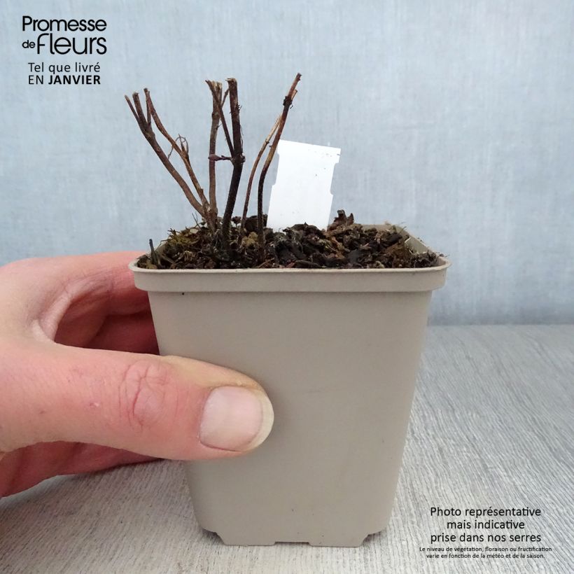 Chelonopsis moschata 8/9 cm pot sample as delivered in winter