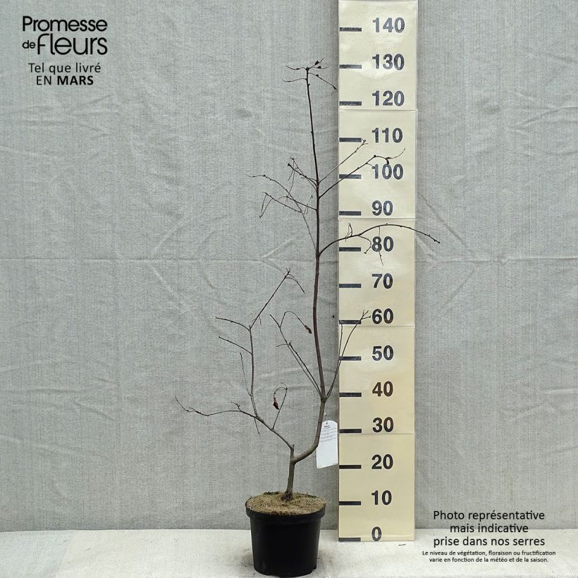 Quercus coccinea Splendens - Scarlet Oak 4L/5L pot sample as delivered in winter