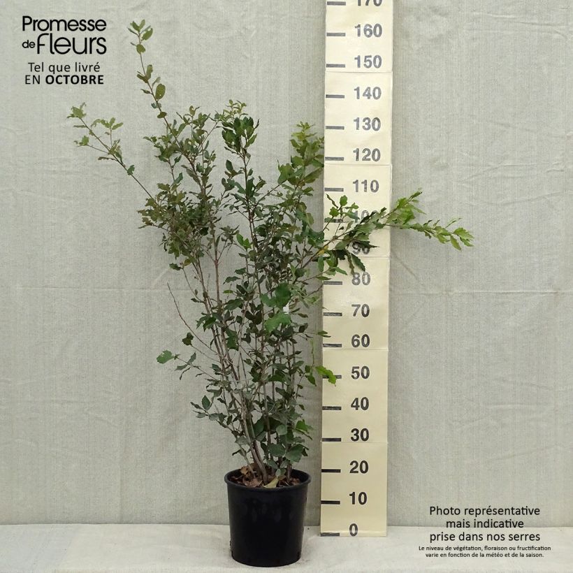 Holm oak - Quercus ilex 6L/7L pot sample as delivered in autumn