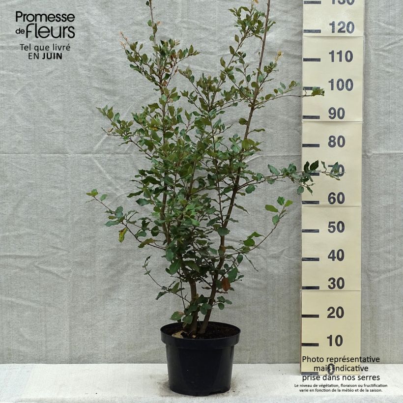 Holm oak - Quercus ilex 6L/7L pot, Bush sample as delivered in spring