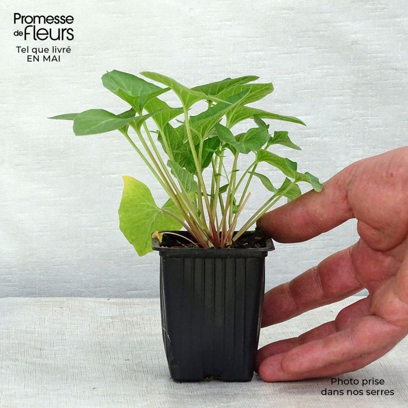 Organic Good-King-Henry - Chenopodium bonus-henricus 8/9 cm pot sample as delivered in spring