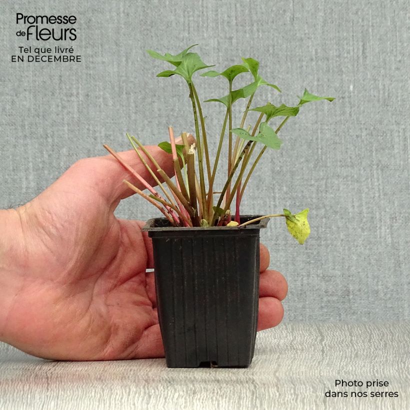 Organic Good-King-Henry - Chenopodium bonus-henricus 8/9 cm pot sample as delivered in winter