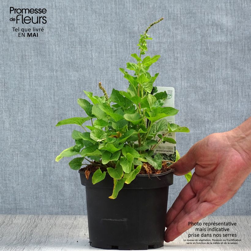 Good King Henry in plant - Chenopodium bonus-henricus 8/9 cm pot sample as delivered in spring