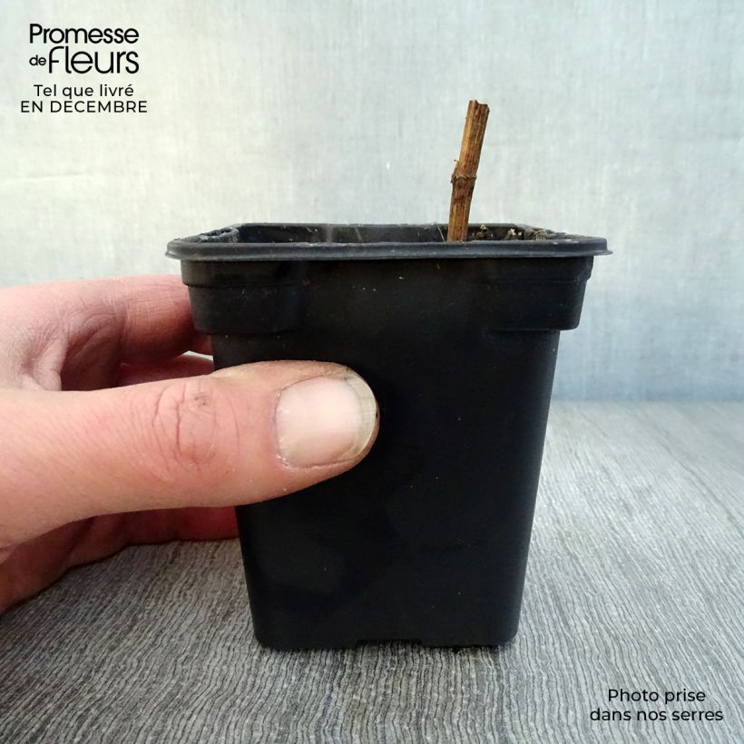 BIO Skirret - Sium sisarum 8/9 cm pot sample as delivered in winter