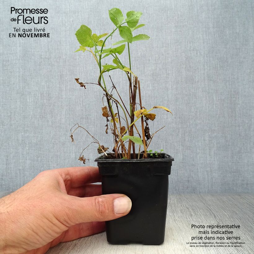 BIO Skirret - Sium sisarum 8/9 cm pot sample as delivered in autumn