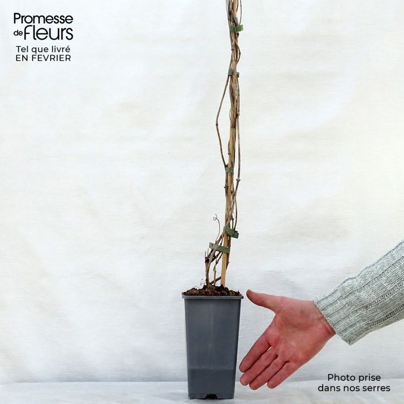 Lonicera periclymenum Belgica Select 1.5L/2L pot sample as delivered in winter