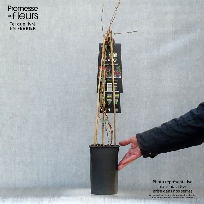 Lonicera x brownii Dropmore Scarlet 2L/3L pot sample as delivered in winter