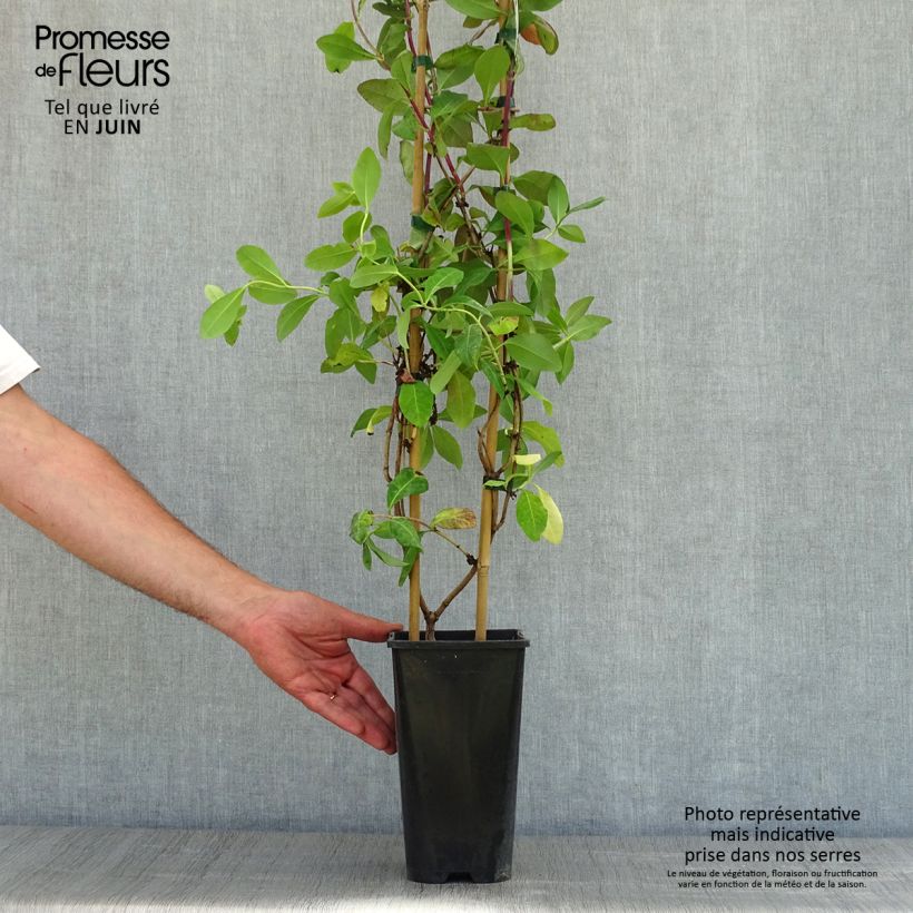 Chèvrefeuille - Lonicera Caprilia Impérial cov 2L/3L pot sample as delivered in spring