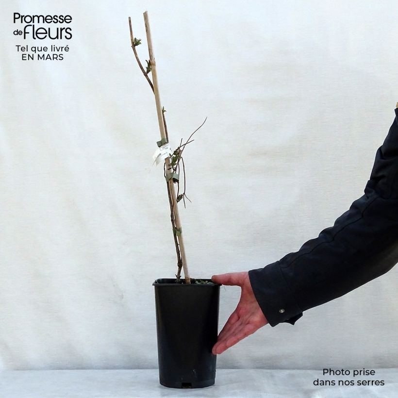 Lonicera x heckrottii American Beauty 1.5L/2L pot sample as delivered in spring