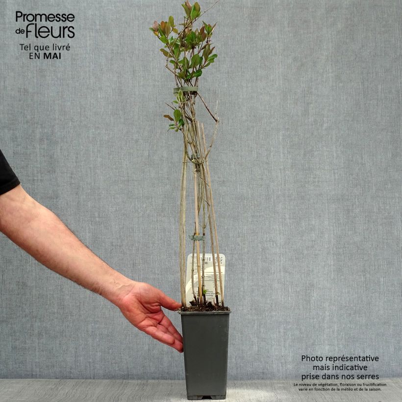 Lonicera periclymenum Belgica 1.5L/2L pot sample as delivered in spring