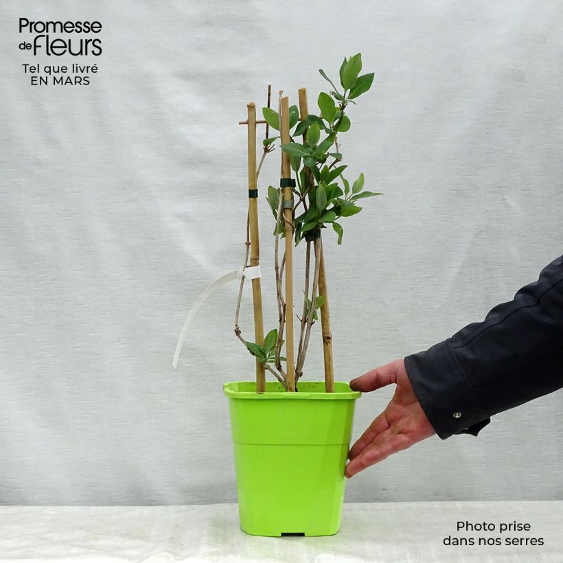 Lonicera periclymenum Scentsation - European honeysuckle 3L/4L pot sample as delivered in spring