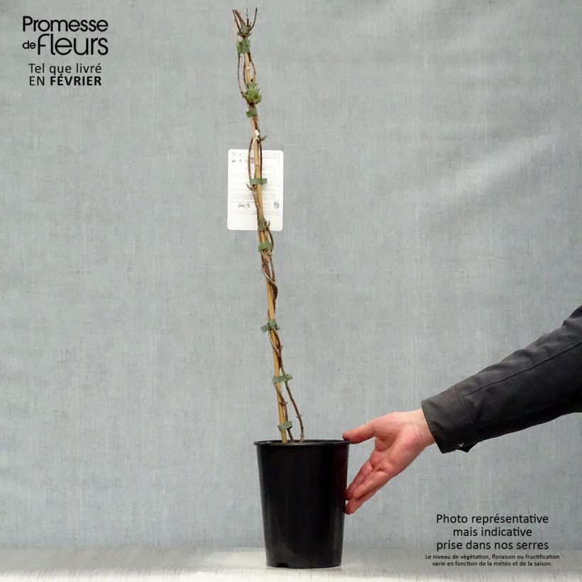 Lonicera periclymenum Scentsation - European honeysuckle 3L/4L pot sample as delivered in winter