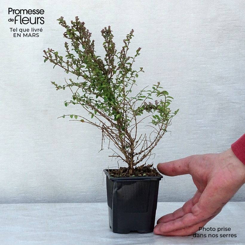 Lonicera nitida Ernest Wilson - Box Honeysuckle 8/9 cm pot sample as delivered in winter