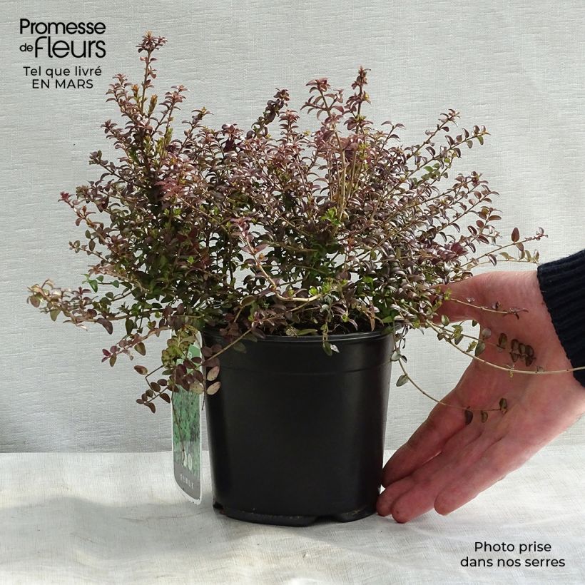 Lonicera nitida Ernest Wilson - Box Honeysuckle 1L/1.5L pot sample as delivered in spring