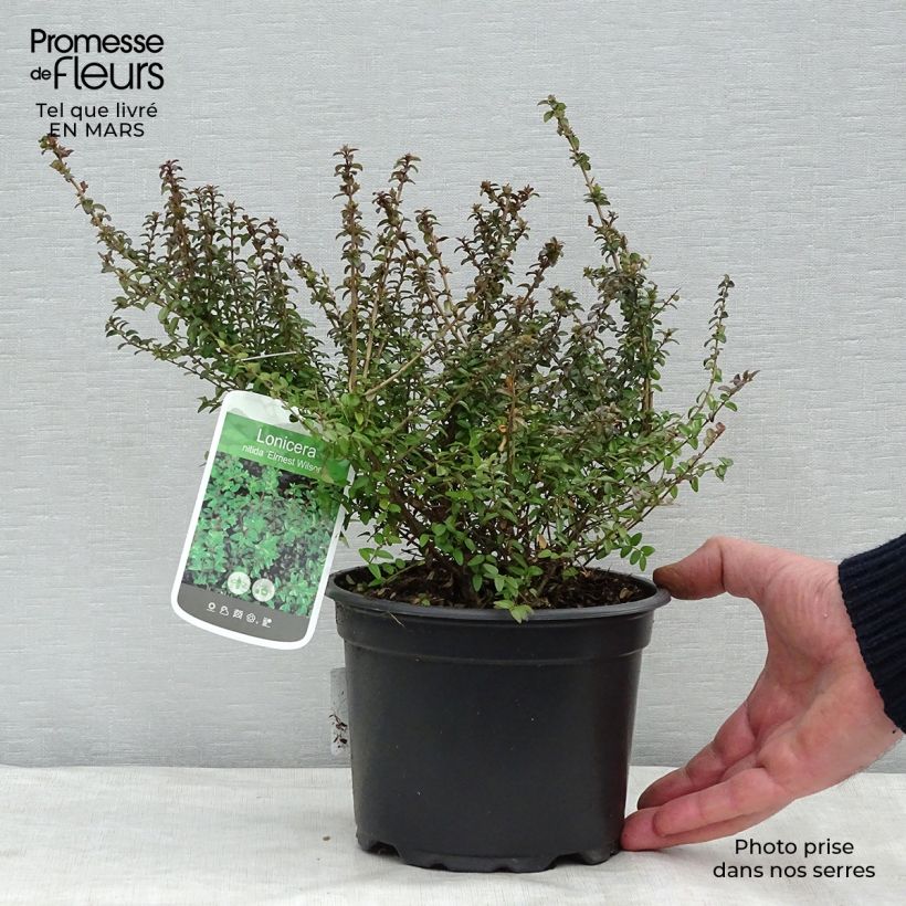 Lonicera nitida Ernest Wilson - Box Honeysuckle 2L/3L pot sample as delivered in winter