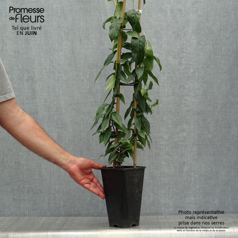 philodendron birkin standort Philodendron 'White Measure' Birkin Nursery 6