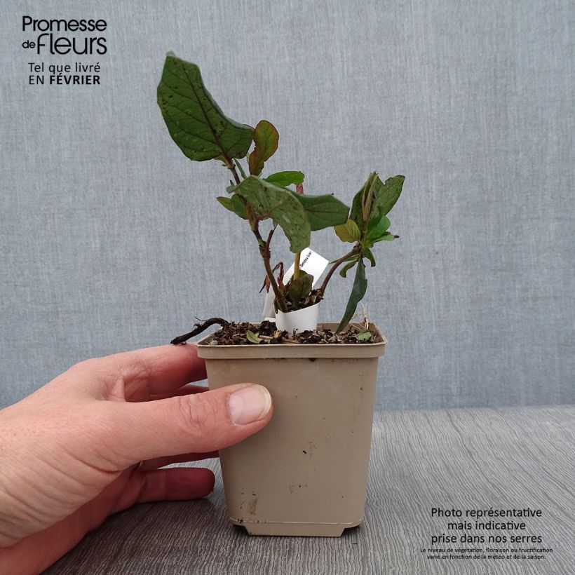 Lonicera periclymenum Serotina 8/9 cm pot sample as delivered in winter