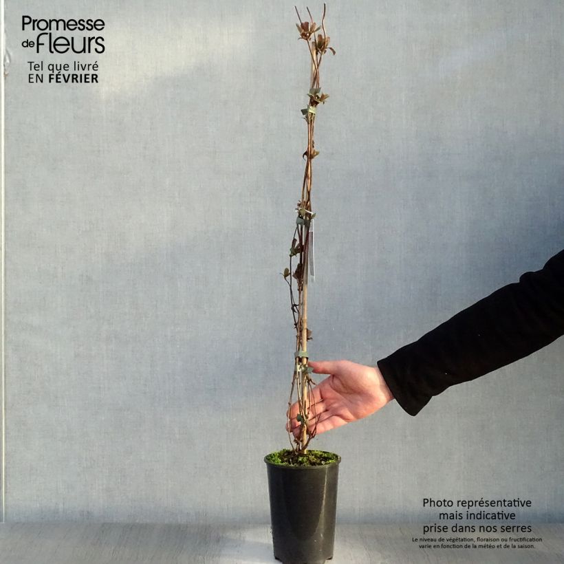 Lonicera periclymenum Serotina 2L/3L pot sample as delivered in winter