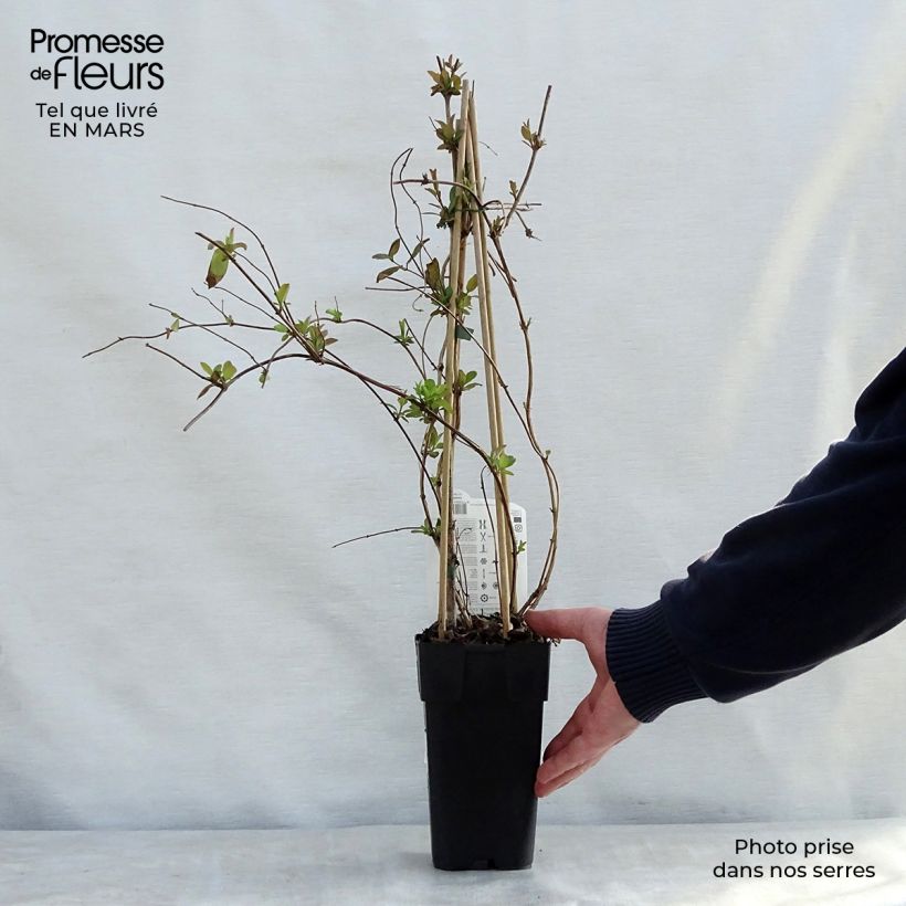 Lonicera japonica Halliana 2L/3L pot sample as delivered in spring