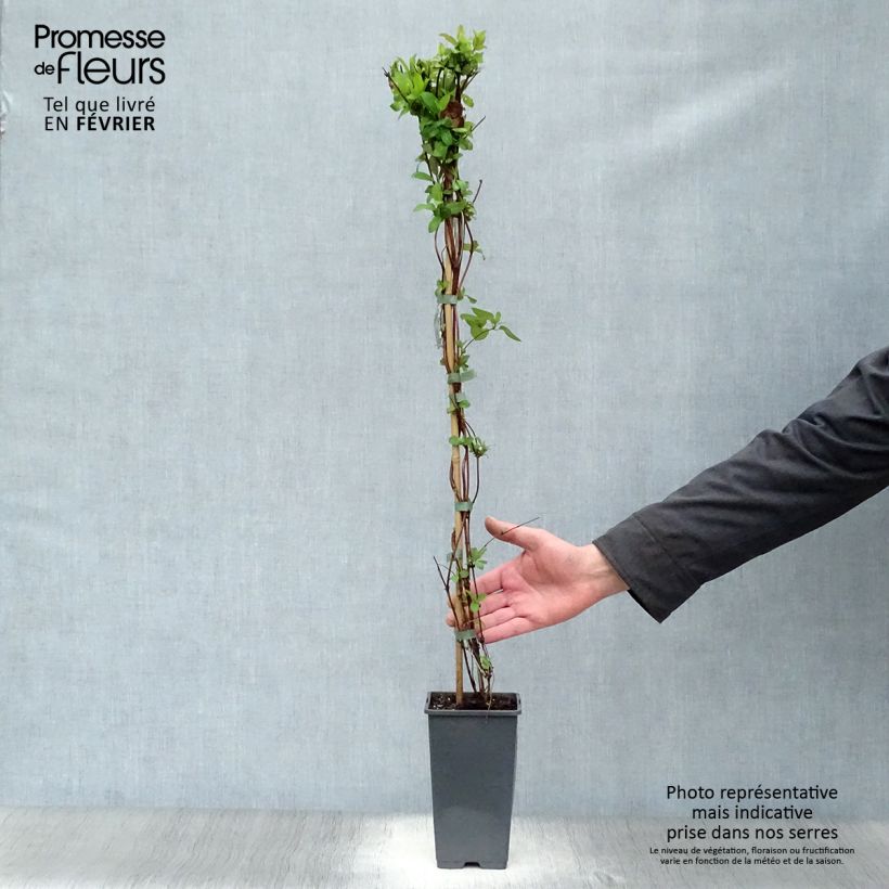 Lonicera japonica Halliana 2L/3L pot sample as delivered in winter