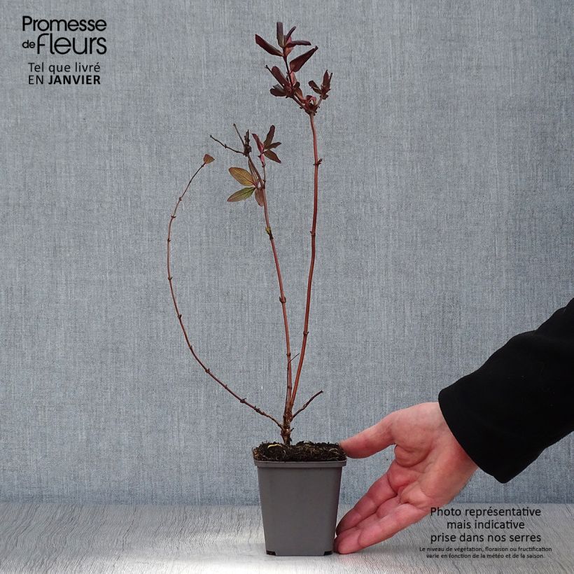 Lonicera japonica Dart's Acumen 8/9 cm pot sample as delivered in winter