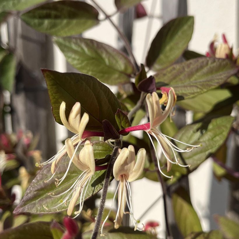 Lonicera japonica Sinensis - Chinese Honeysuckle (Flowering)