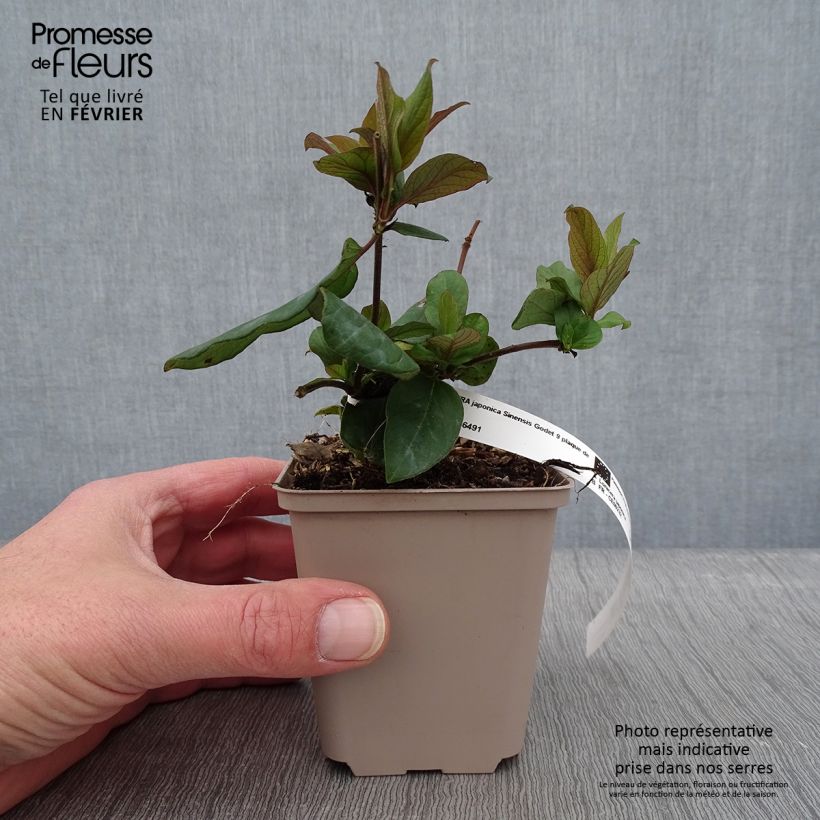 Lonicera japonica Sinensis - Chinese Honeysuckle 8/9 cm pot sample as delivered in winter