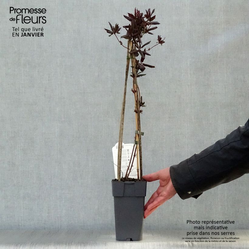 Lonicera japonica Red World - Japanese Honeysuckle 2L/3L pot sample as delivered in winter