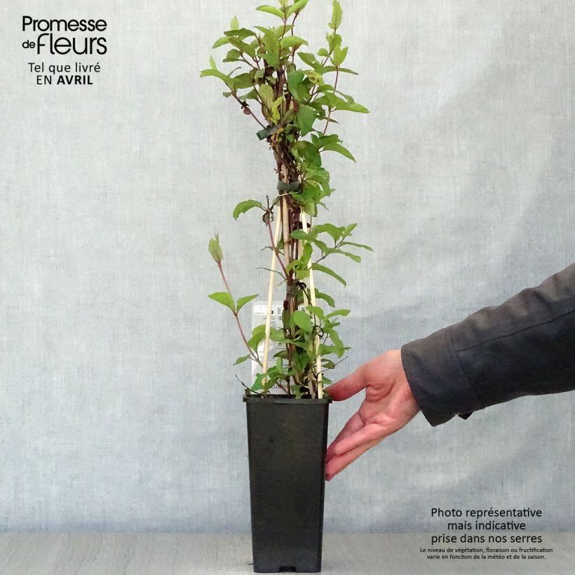 Lonicera japonica Red World - Japanese Honeysuckle 2L/3L pot sample as delivered in spring