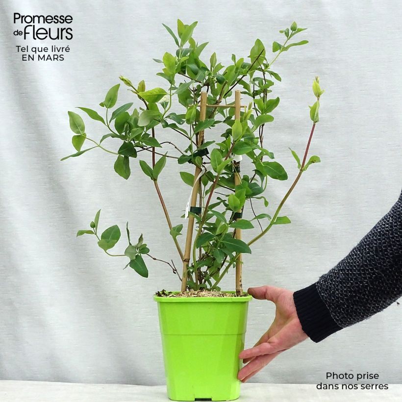Lonicera japonica Sweet Isabel 3L/4L pot sample as delivered in spring
