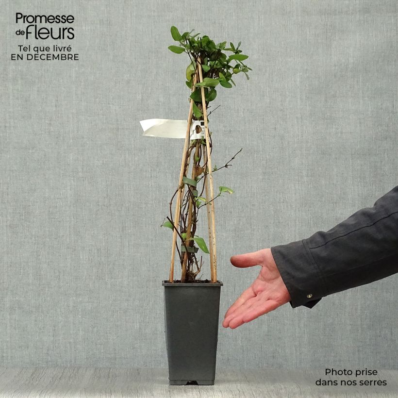 Lonicera japonica Hall's Prolific - Japanese Honeysuckle 2L/3L pot sample as delivered in winter