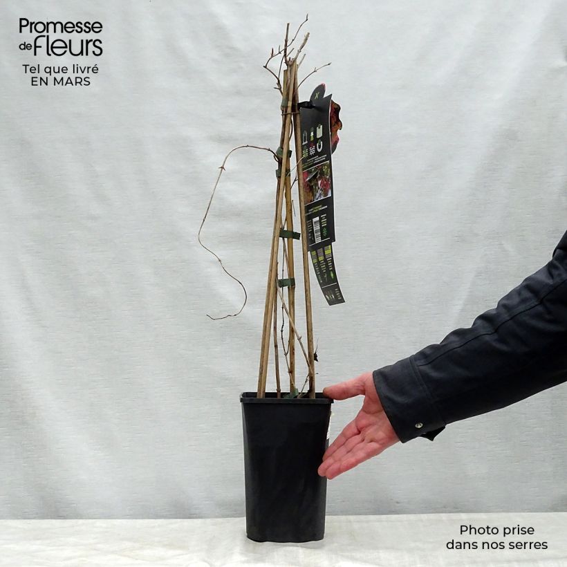 Lonicera x brownii Dropmore Scarlet 1L/1.5L pot sample as delivered in spring