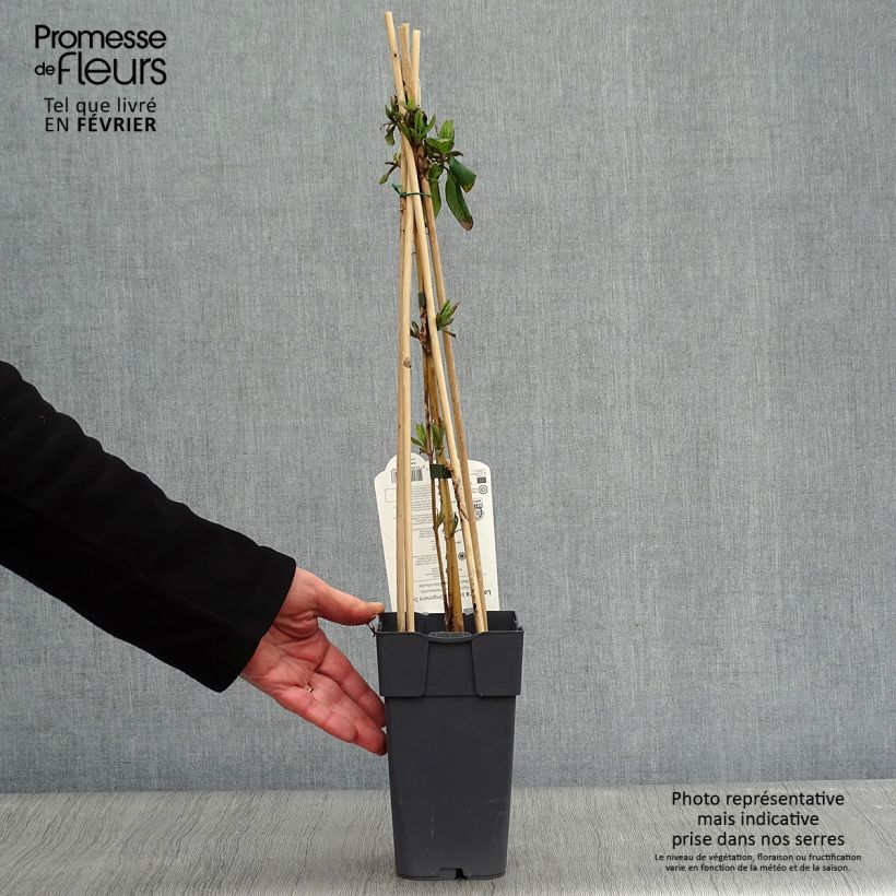 Lonicera x brownii Dropmore Scarlet 1L/1.5L pot sample as delivered in winter