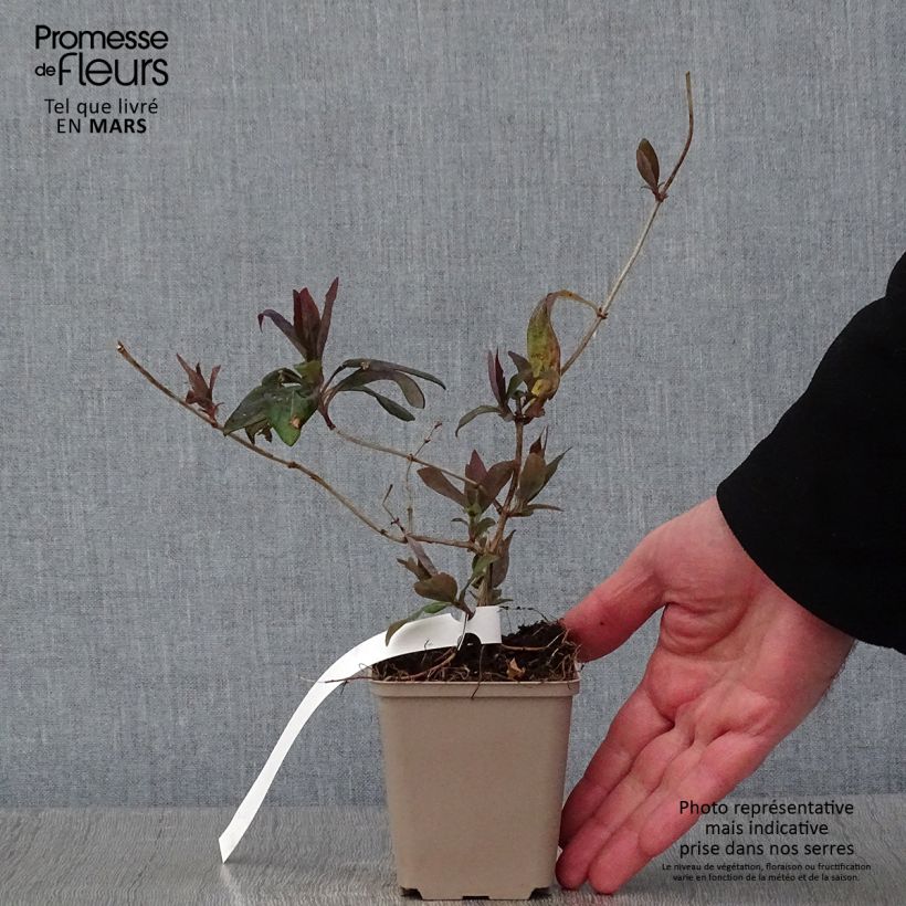 Lonicera x heckrottii Gold Flame - Goldflame Honeysuckle 8/9 cm pot sample as delivered in winter