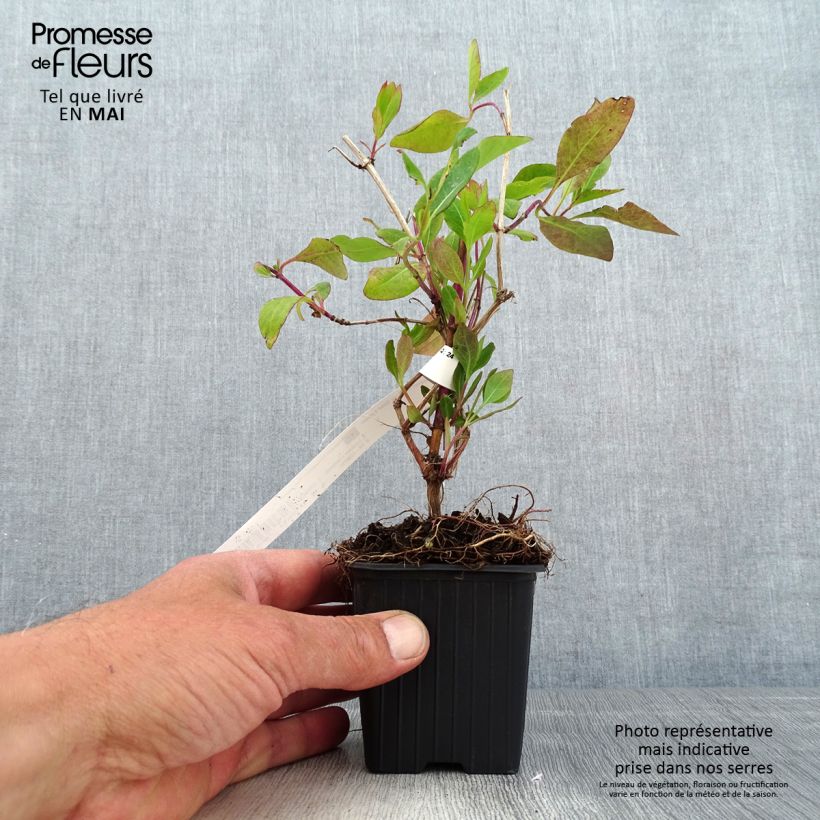 Lonicera x heckrottii Gold Flame - Goldflame Honeysuckle 8/9 cm pot sample as delivered in spring