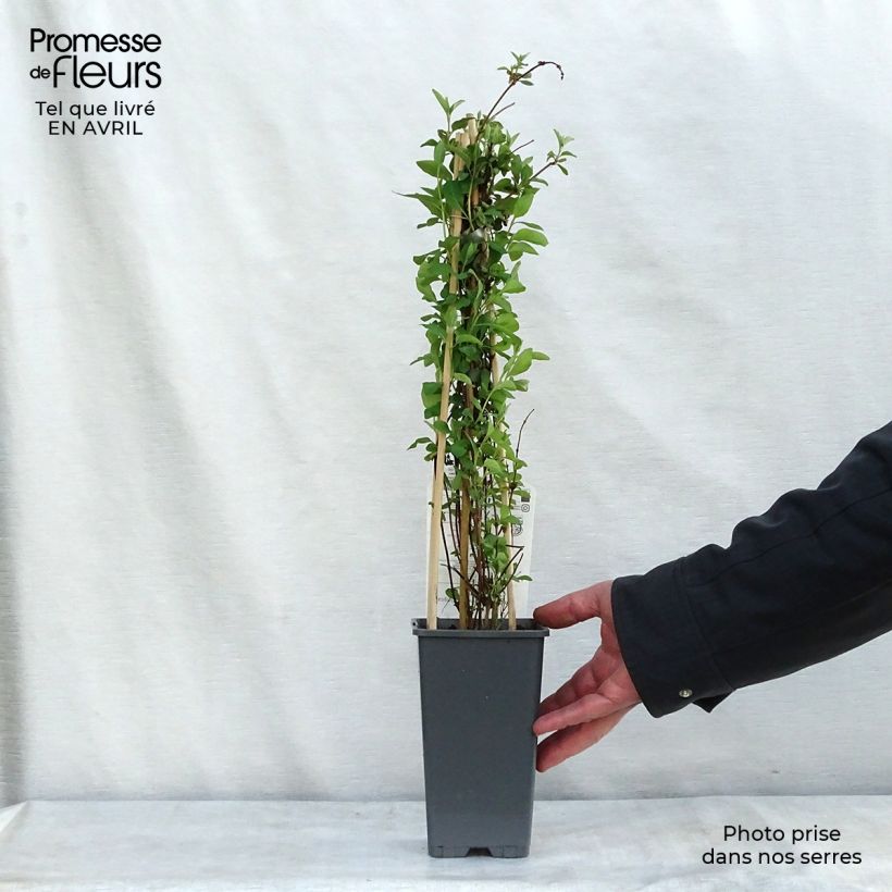 Lonicera x heckrottii Gold Flame - Goldflame Honeysuckle 2L/3L pot sample as delivered in spring