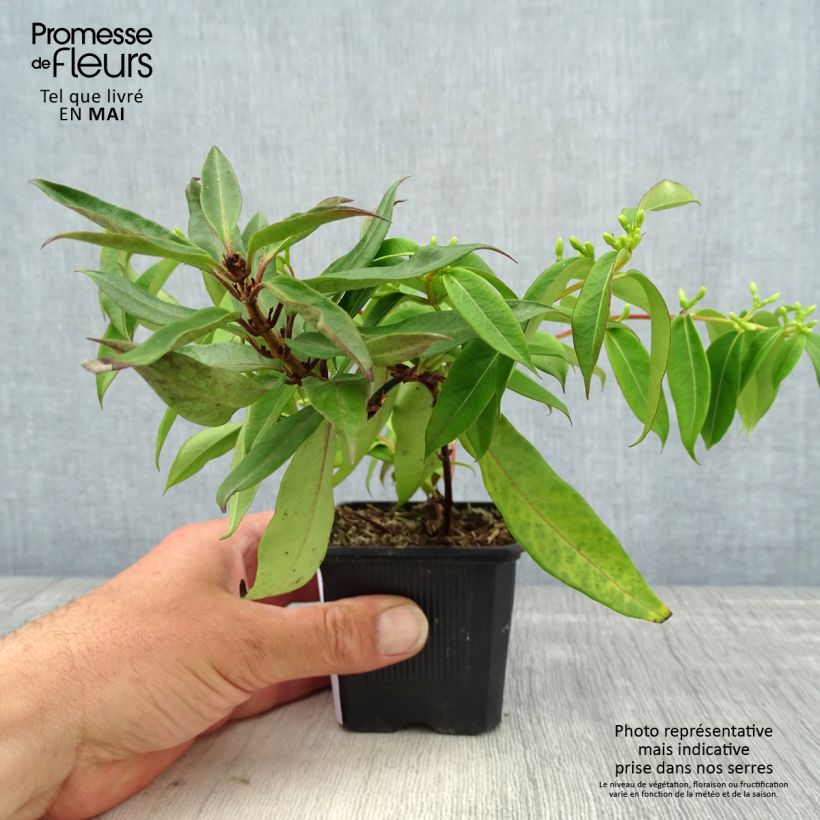 Lonicera henryi 'Marinella' ('Venloma') 8/9 cm pot sample as delivered in spring