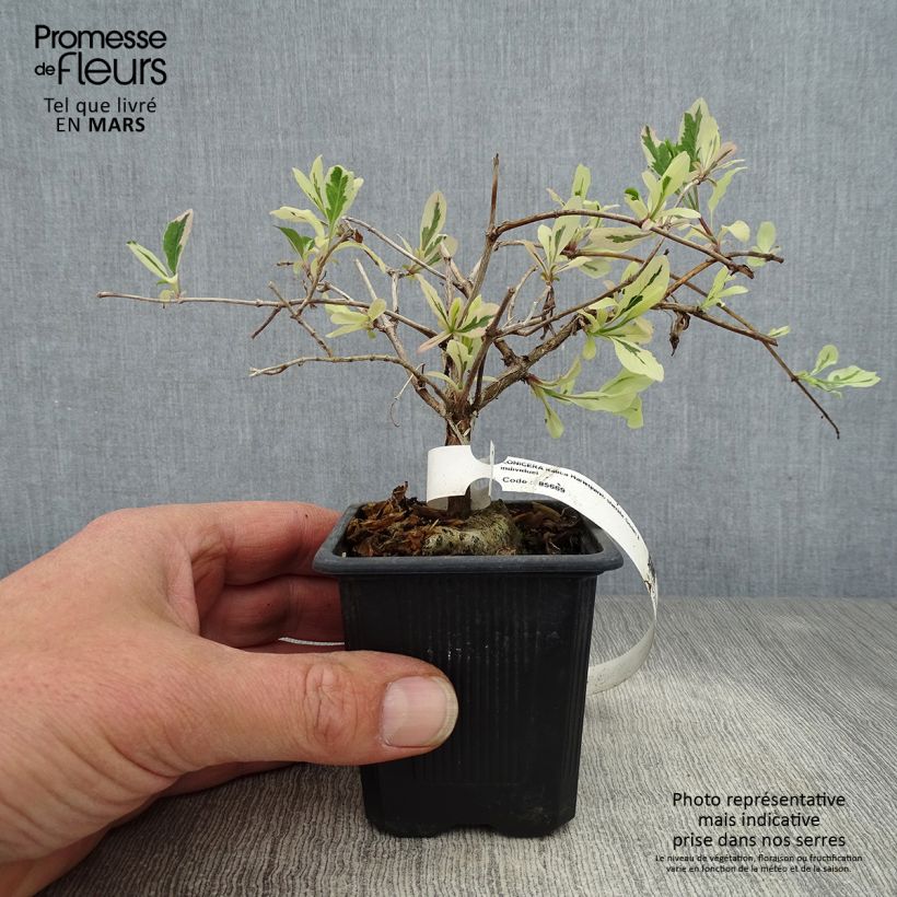 Lonicera caprifolium var. Italica Harlequin 'Sherlite' 8/9 cm pot sample as delivered in spring
